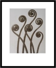 Karl Blossfeldt Poster