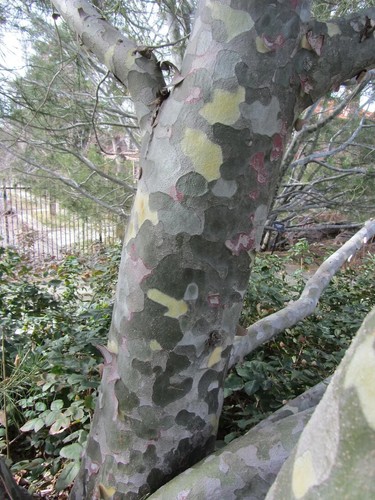 Chinesische tempelkiefer pinus - tempelkiefer,
