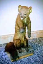 Ausgestopfter Steinmarder