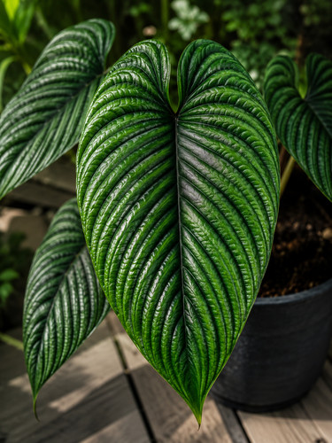 80002972 philodendron - 80002972,