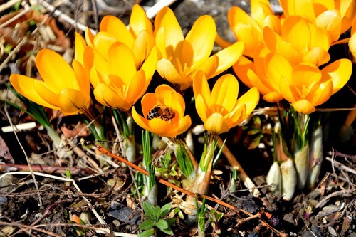 Schneekrokusse orange krokusse - schneekrokusse,