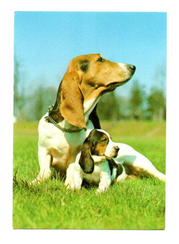 Postkarte motiv hund - motiv,