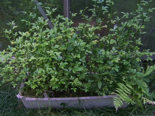 Poncirus trifoliata - , –