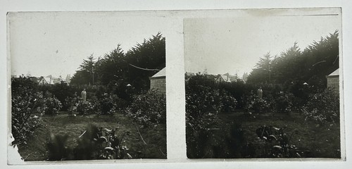 Garten blumen c1935 - garten,