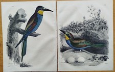 Vögel Bienenfresser 2 Drucke