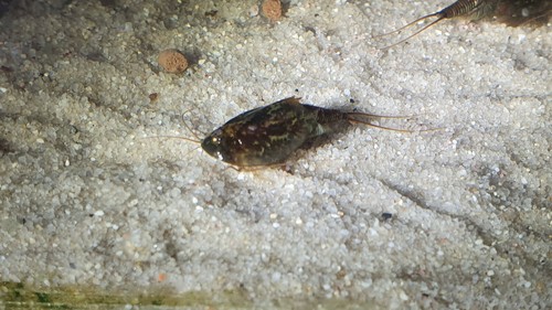 Triops cancriformis simplex - triops,