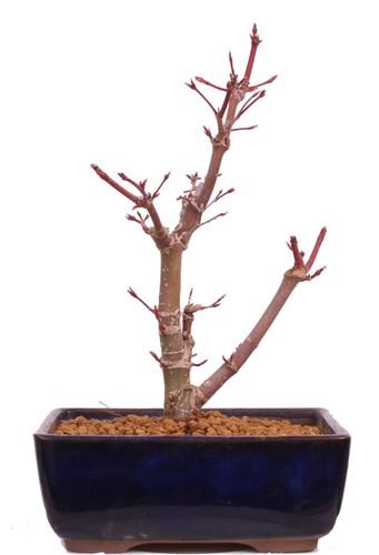 Bonsai acer palmatum - -,