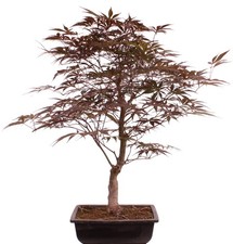 Bonsai - Acer palmatum