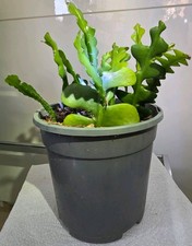 Epiphyllum Blattkaktus/ Anguliger / Ganze PFLANZE!