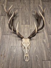 Sehr selten!! 21 Ender. Abwurfstangen Rothirsch Geweih Hirschgeweih Trophäe 