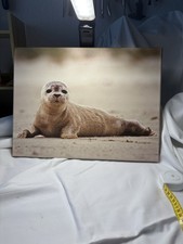 40cm mal 30 cm  Wandbild auf Leinwand Nordsee Meer Sandstrand Junge Robbe