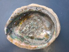 XL Abalone Muschel 15,5cm