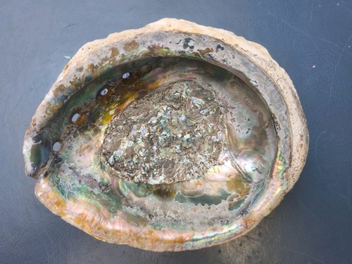 Abalone muschel 5cm - xl,