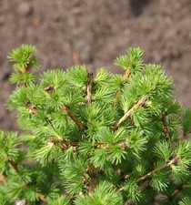 Hochstamm Ostamerikanische