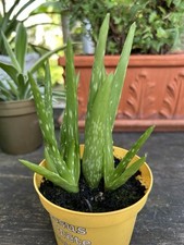 Aloe vera Sukkulent 4 Ableger bewurzelt