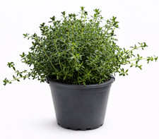 Bohnenkraut Pflanze im Topf