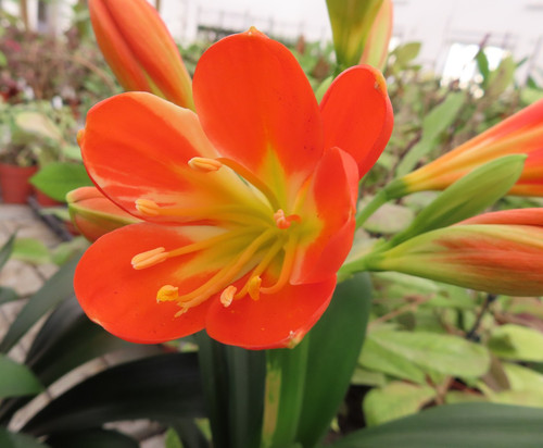 Clivia clivie klivie 11 5 - klivie, nr