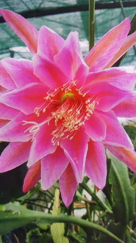 Epiphyllum