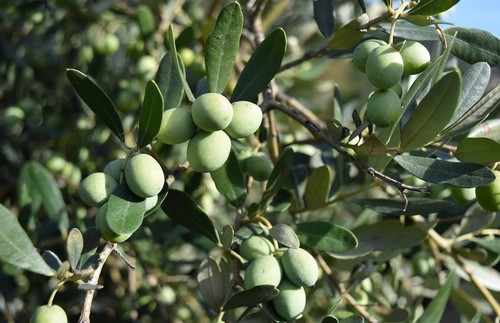 Olivenbaum olea europea - olivenbaum,