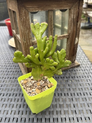 Euphorbia leucondendron cm - leucondendron,