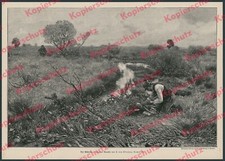 A. Wierusz-Kowalski poacher