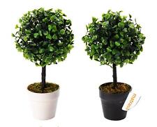 Buchsbaum im Blumentopf - 23cm