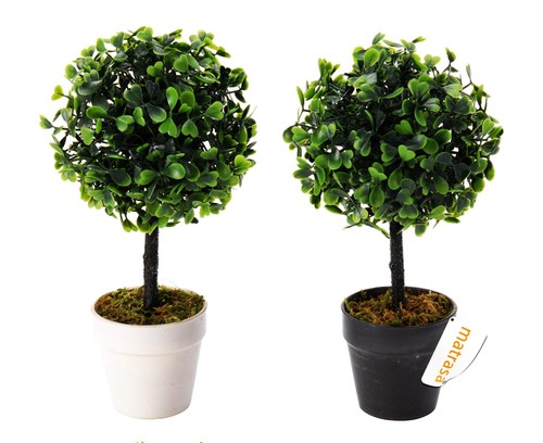 Buchsbaum blumentopf 23cm - im,