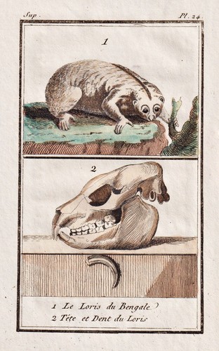 Loris india skull schädel - loris,