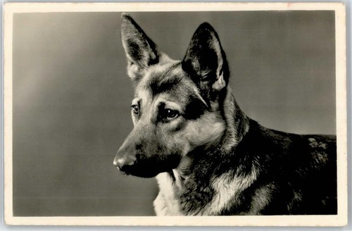 51101837 schaeferhund - 51101837,
