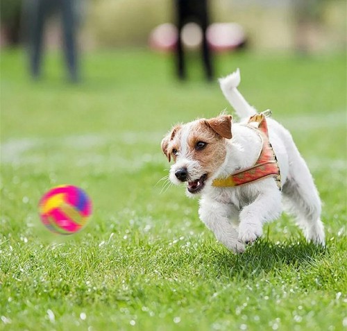 Hundespielzeug led ball - led,