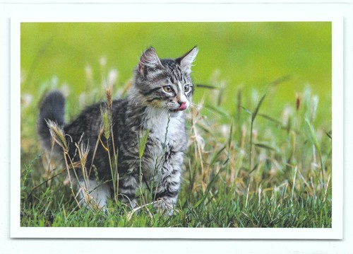 Postkarte katze - 1,