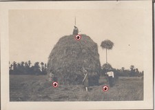 altes  Foto , Landwirtschaft Heu Ernte..( U1 )