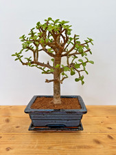 Zimmerbonsai Bonsai Jadebaum
