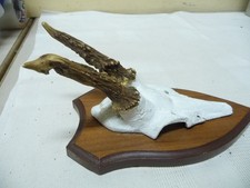 6729.    Altes  Geweih Deko