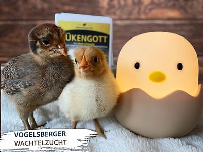 Wachtelglück kükengott - wachtelglück®,