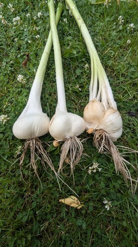 Elephant garlic elefanten - elephant,