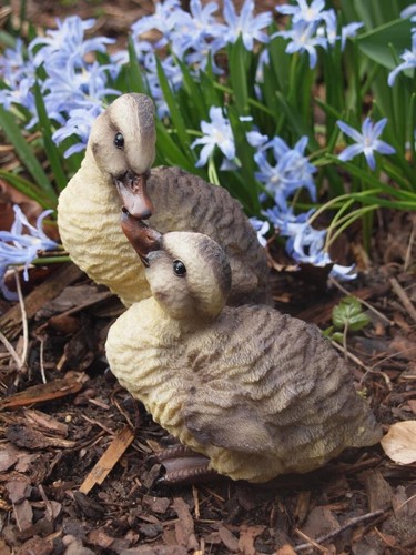 Garten ente gans - garten,