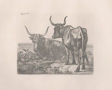 Ochsen am Wasser Ox Ochse