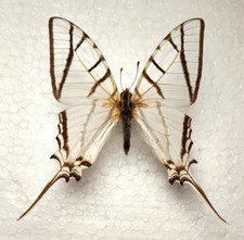 Eurytides stenodesmus male