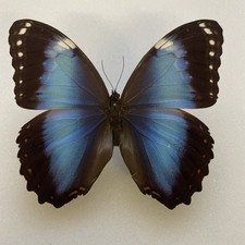Entomologie*Morpho violaceus