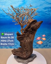 🌳 TOP Aquarium Mopani