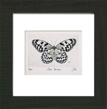 Weiße Baumnymphe (Idea