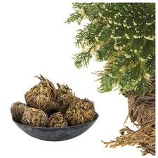 Rose von Jericho - Selaginella lepydophylla - ewige Wüstenrose als Geschenk