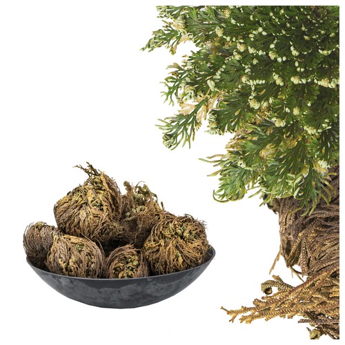 Rose von jericho selaginella - -,