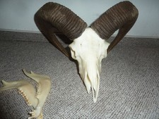 Mufflon Widder Geweih