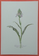 Geflecktes Knabenkraut Dactylorhiza maculata Orchidee Farbdruck 1954 Elsa Felsko