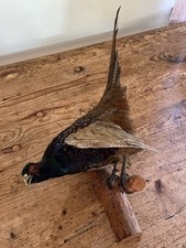 imposantes FASANEN Vogel Präparat Jagdtrophäe ausgestopftes Tier frei handelbar✅