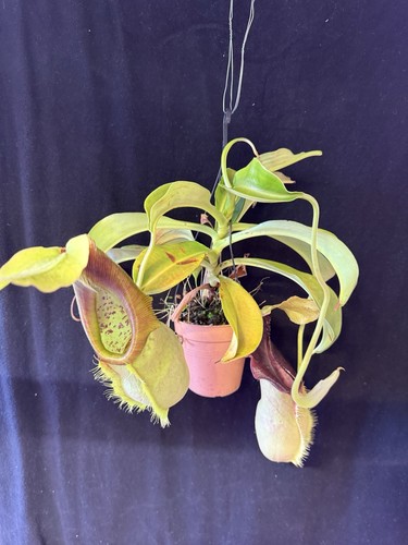 Nepenthes spathulata 3175 - nepenthes,