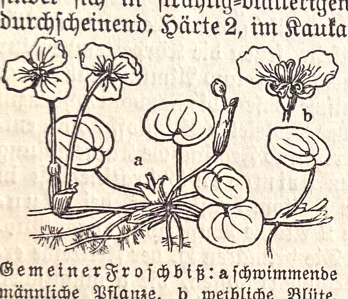Alte lithographie - alte,