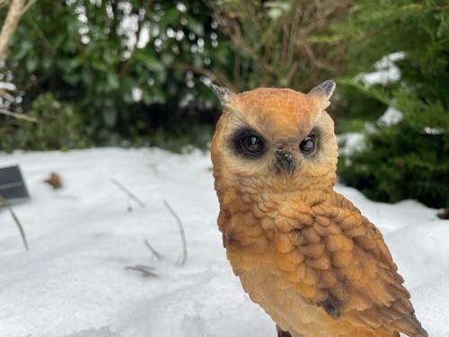Eule uhu greifvogel - uhu,